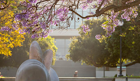 Shot of jacaranda trees on campus